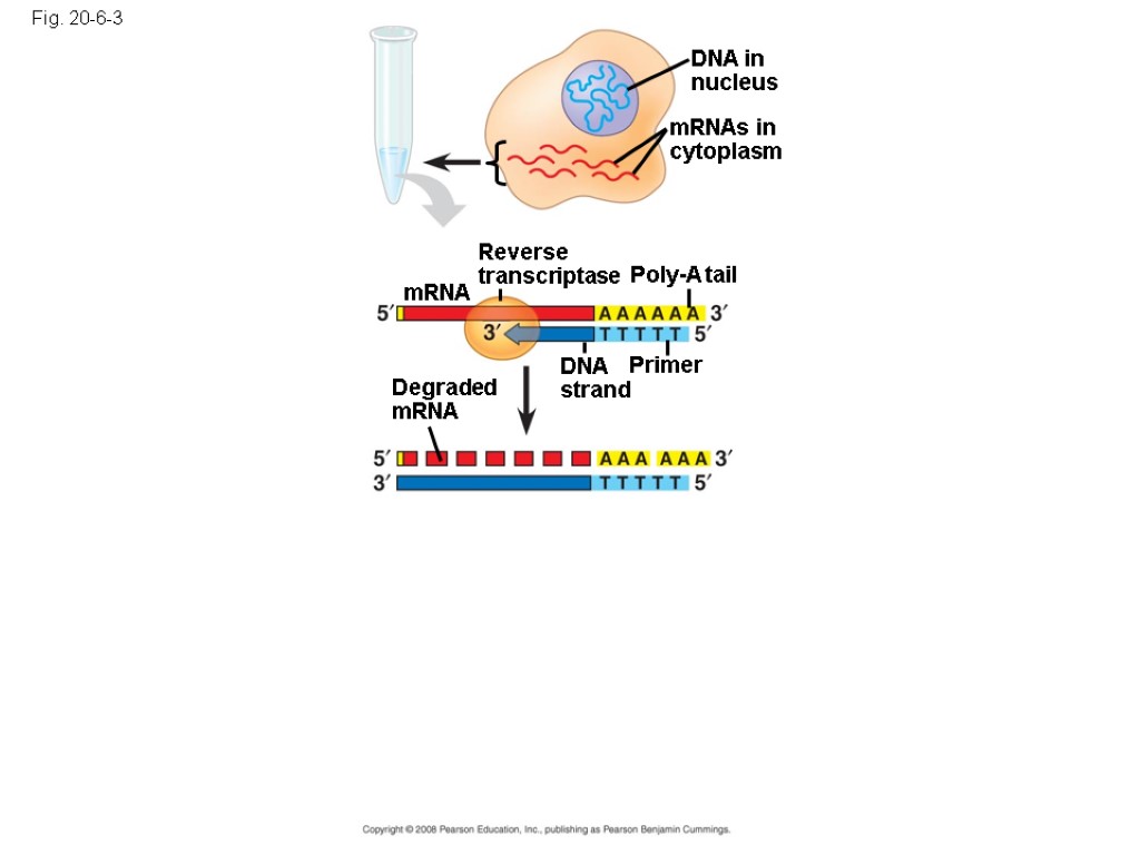 Fig. 20-6-3 DNA in nucleus mRNAs in cytoplasm Reverse transcriptase Poly-A tail DNA strand